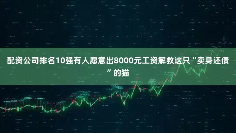 配资公司排名10强有人愿意出8000元工资解救这只“卖身还债”的猫